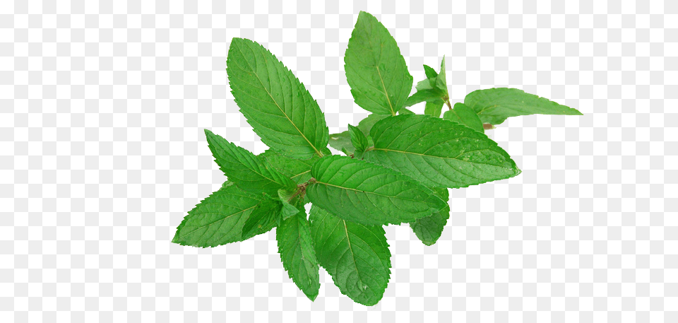 Mint, Herbs, Leaf, Plant, Herbal Png Image