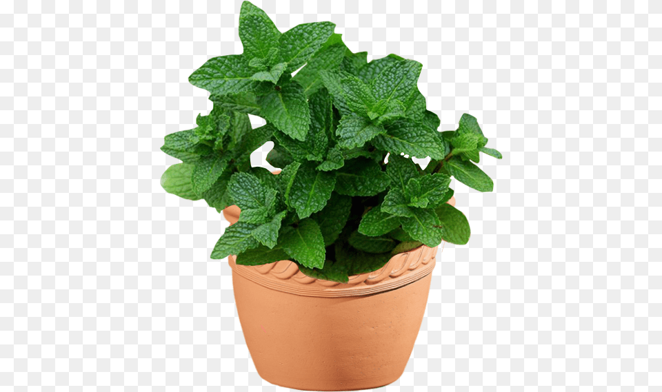Mint Basil, Herbs, Plant Free Png