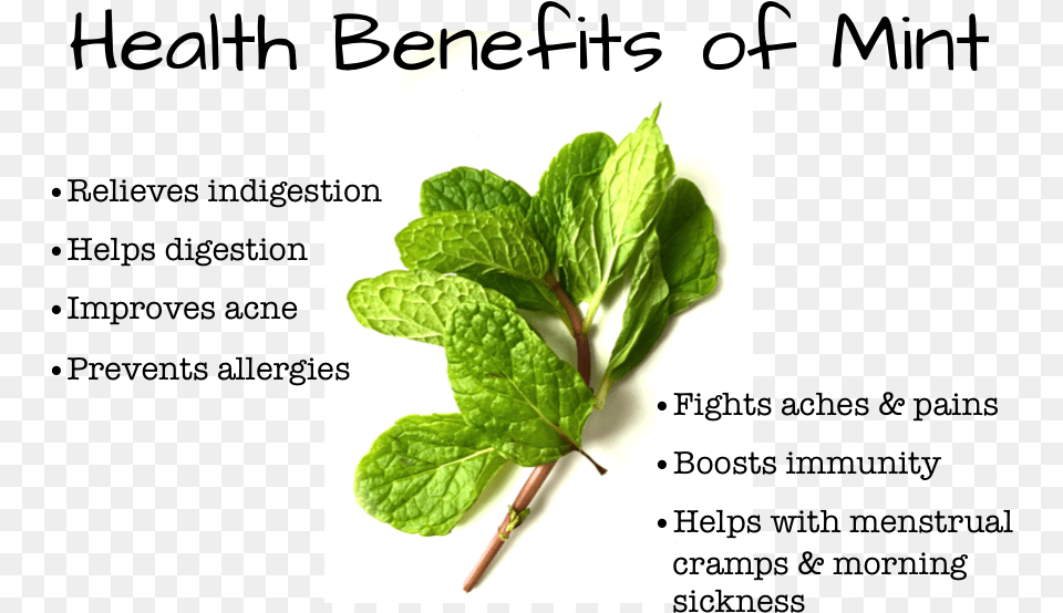 Mint Benefits Weight Loss In Urdu Agriculture, Herbs, Leaf, Plant Free Png Download