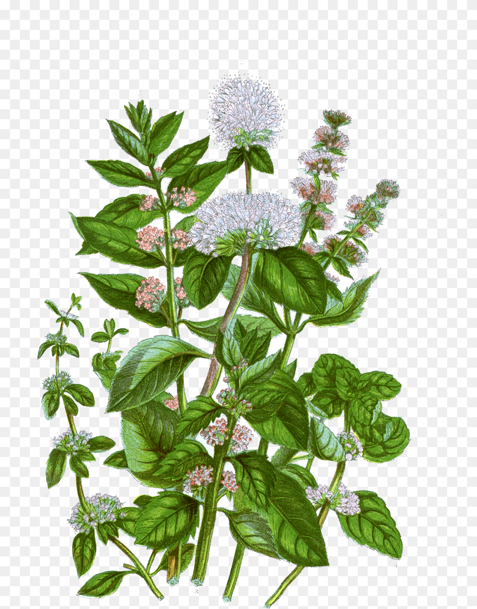 Mint Botanical Illustration Mint Botanical Illustration, Herbs, Leaf, Plant, Flower Free Png Download