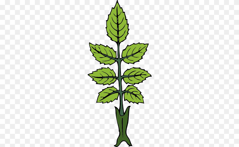 Mint Branch Large Size, Leaf, Plant, Herbs Png Image