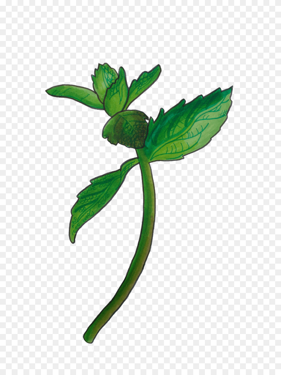 Mint Briana G Illustration, Bud, Flower, Herbs, Leaf Free Png Download