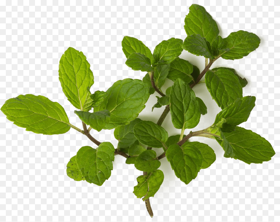 Mint Clipart Background Fresh Mint, Herbs, Leaf, Plant Png