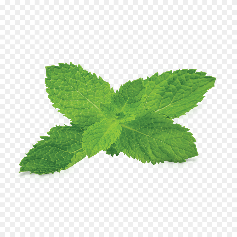 Mint Clipart Transparent Background Transparent Tobacco Plant, Herbs, Leaf Png