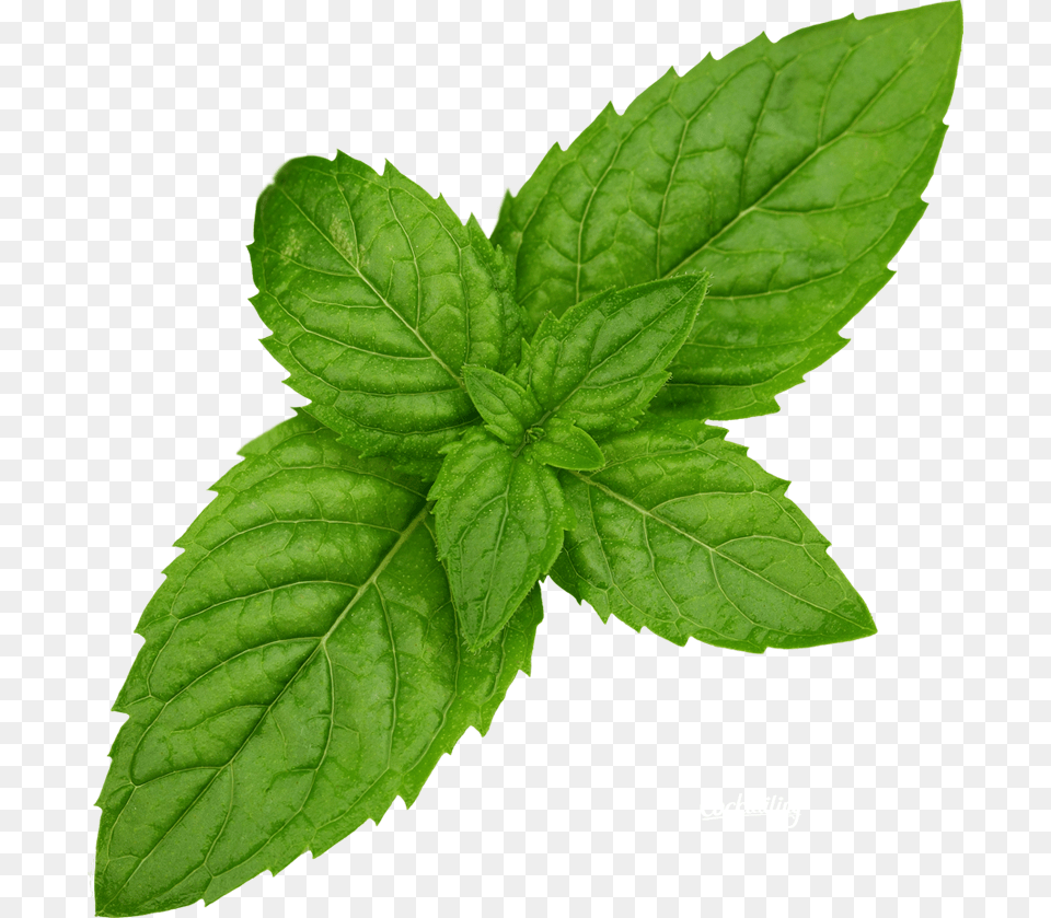 Mint Download Mint Clip Art, Herbs, Plant, Leaf Free Transparent Png