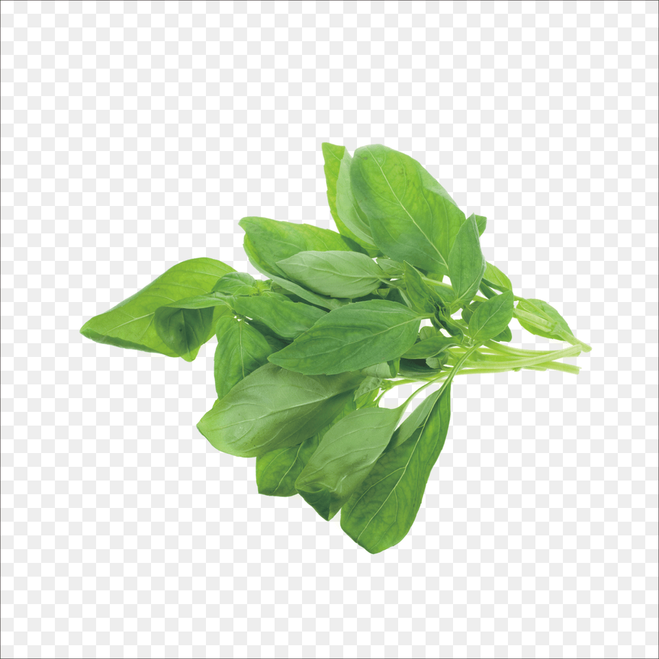 Mint Family Herbs, Herbal, Leaf, Plant, Food Free Png