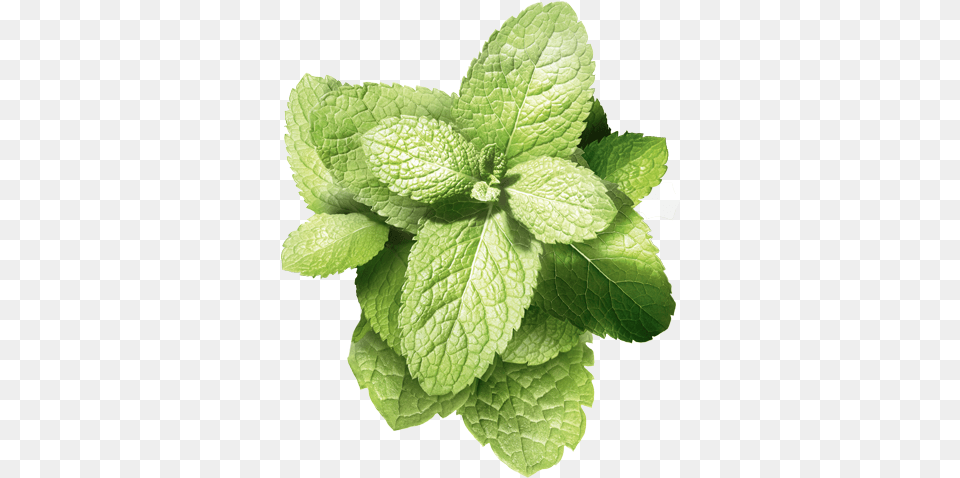 Mint Flavors Made From Natural Verbena, Herbs, Plant, Leaf Png Image