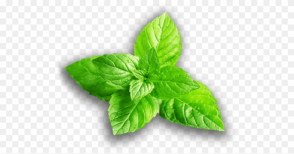 Mint Flavour Leaf, Herbs, Plant Free Transparent Png