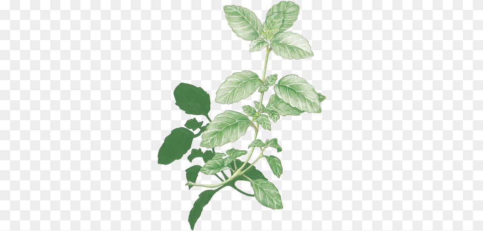 Mint Flower Transparent Clipart Floribunda, Grass, Herbs, Leaf, Plant Free Png Download
