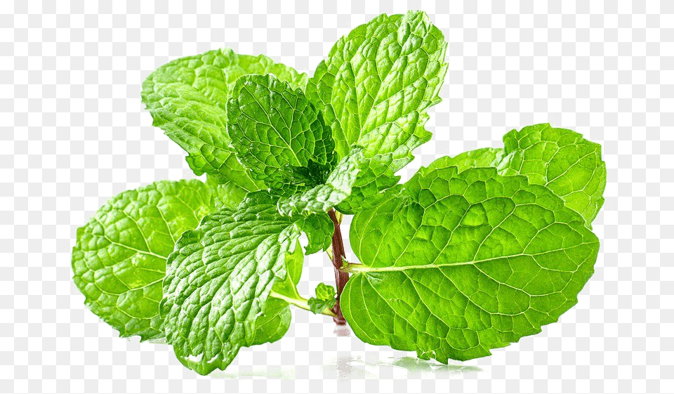 Mint Free Peppermint Free, Herbs, Plant, Leaf Png