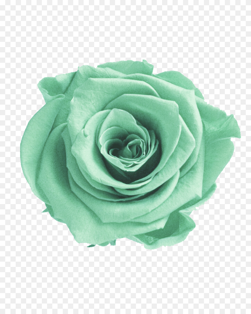 Mint Green Flower Green Flowers Transparent Background, Plant, Rose Png Image