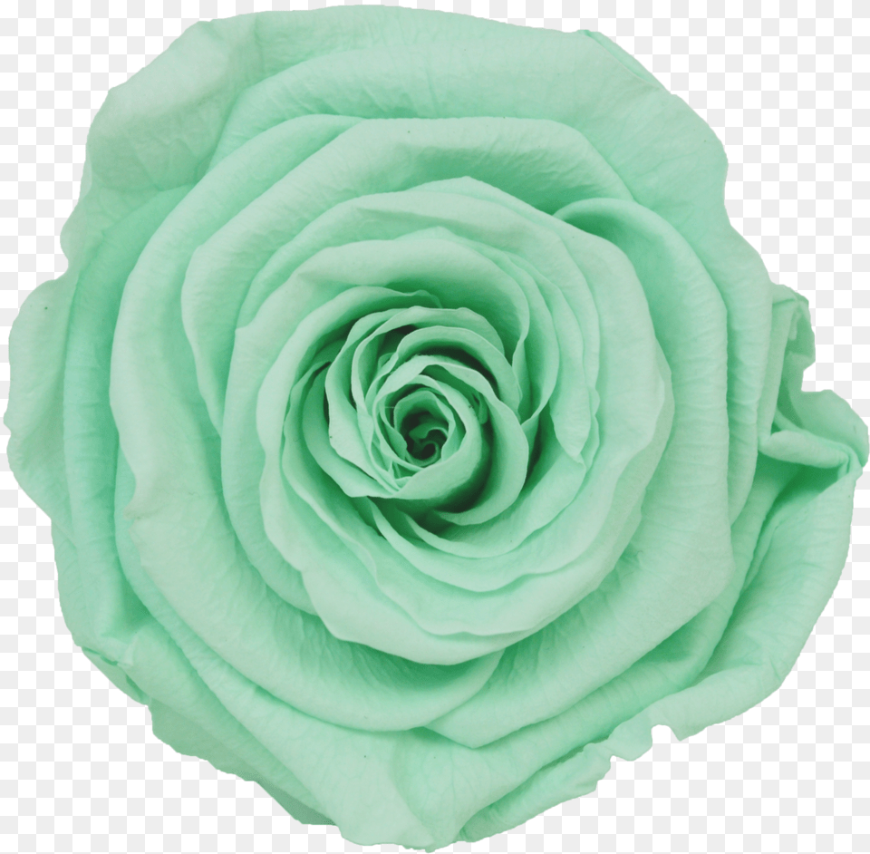 Mint Green Roses, Flower, Plant, Rose Free Transparent Png