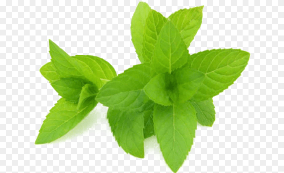 Mint Hd Quality Peppermint Extract, Herbs, Plant, Leaf Png Image