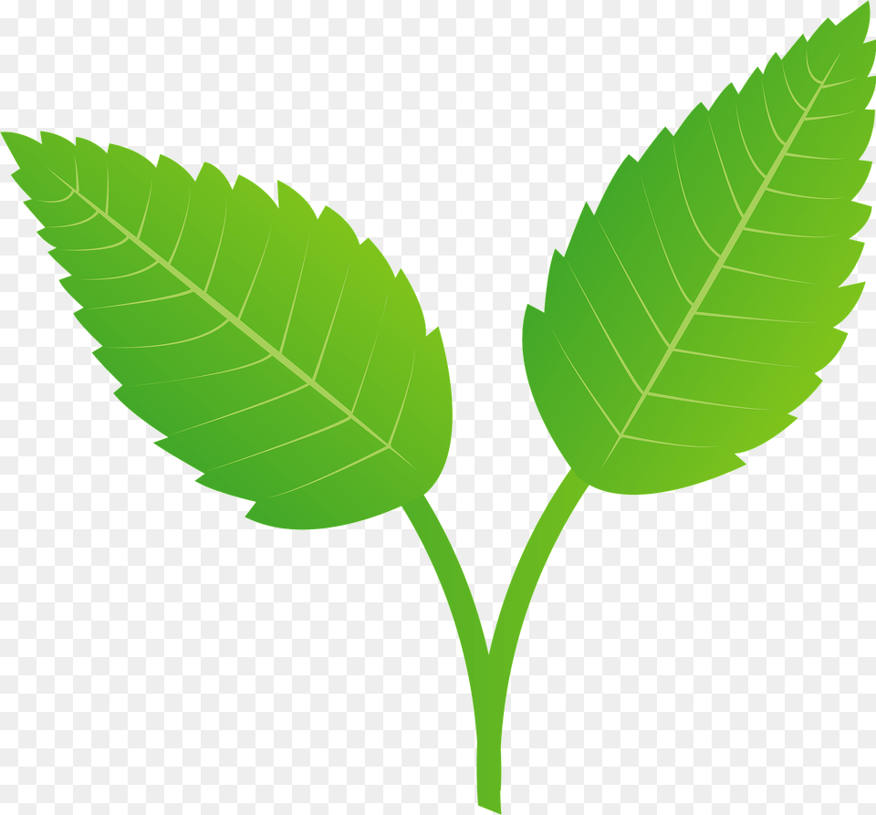 Mint Herb Leaves Clipart, Leaf, Plant, Vegetation Png Image
