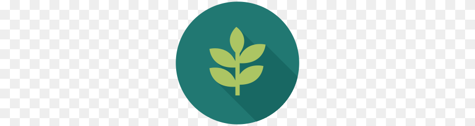 Mint Icon Myiconfinder, Plant, Herbal, Herbs, Leaf Png