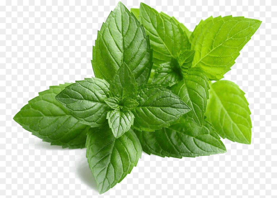 Mint Images Hd Mint, Herbs, Leaf, Plant Free Png Download