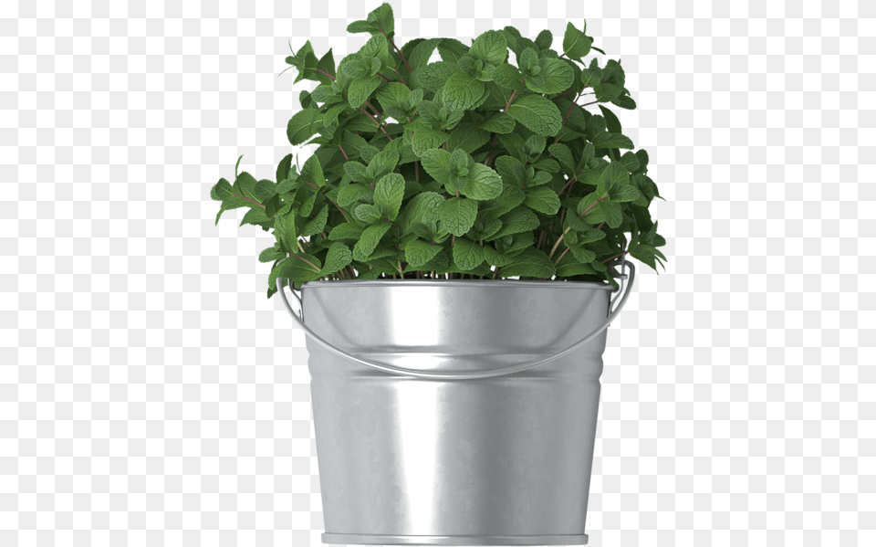 Mint In Bucket Houseplant, Herbs, Plant, Potted Plant Png