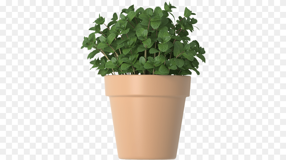 Mint In Flower Pots Flowerpot, Herbs, Plant, Potted Plant, Leaf Free Png