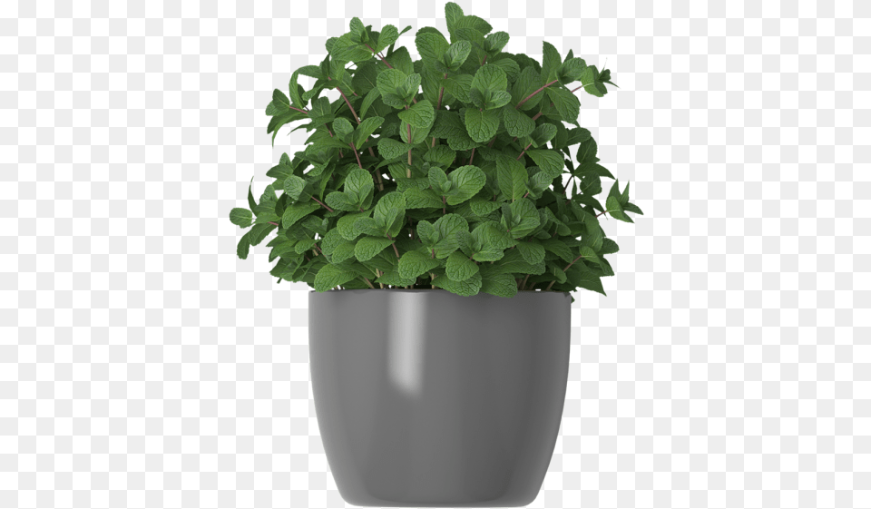 Mint In Flower Pots Flowerpot, Herbs, Plant, Potted Plant, Leaf Free Transparent Png