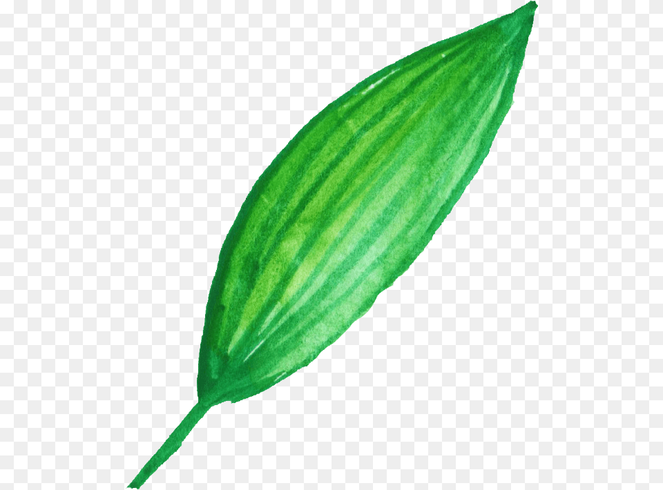 Mint Leaf, Bud, Flower, Herbal, Herbs Png Image