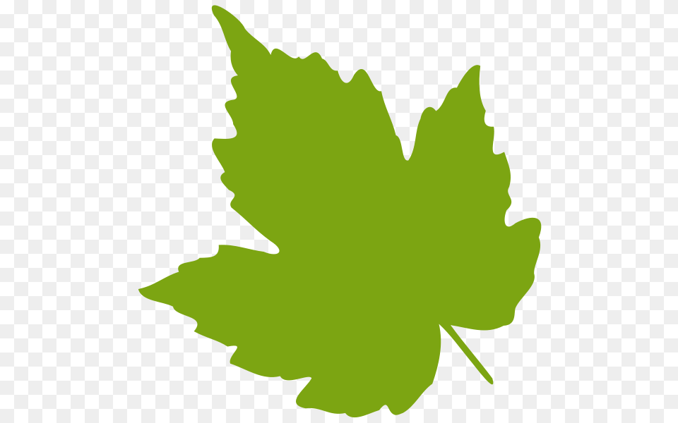 Mint Leaf Clip Arts For Web, Plant, Maple Leaf, Person, Tree Free Png Download