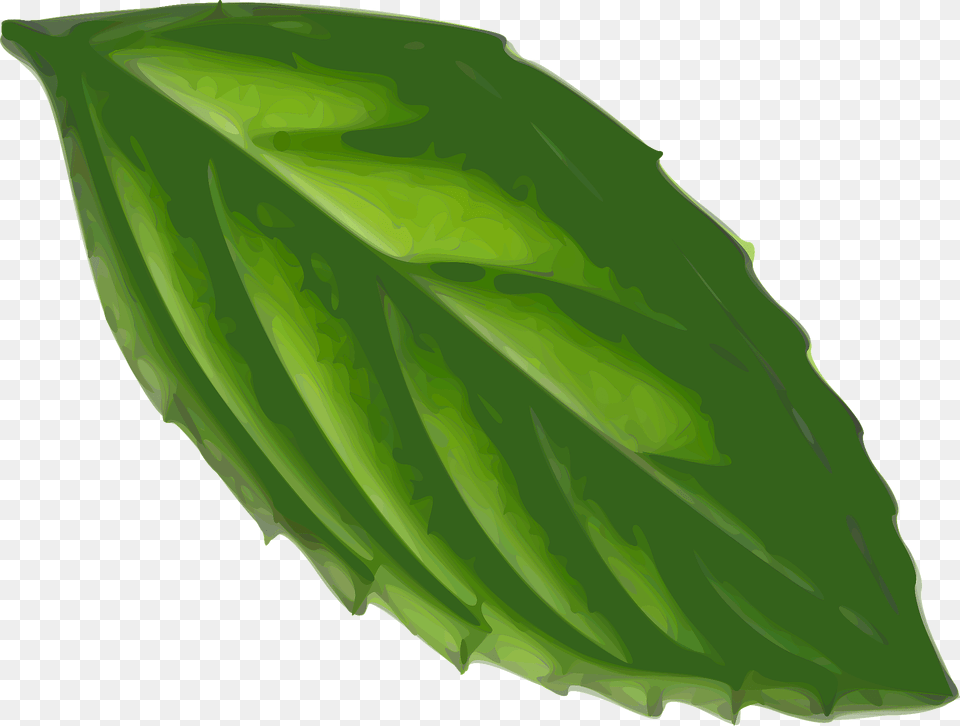 Mint Leaf Clipart, Herbs, Plant, Clothing, Hardhat Png