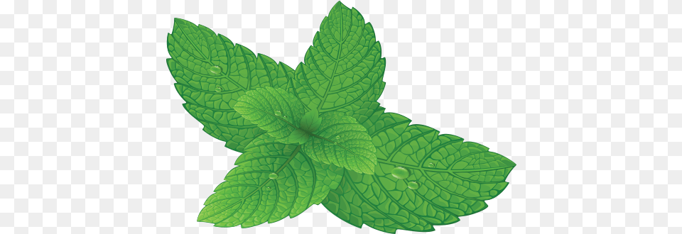 Mint Leaf Portable Network Graphics, Herbs, Plant Free Transparent Png