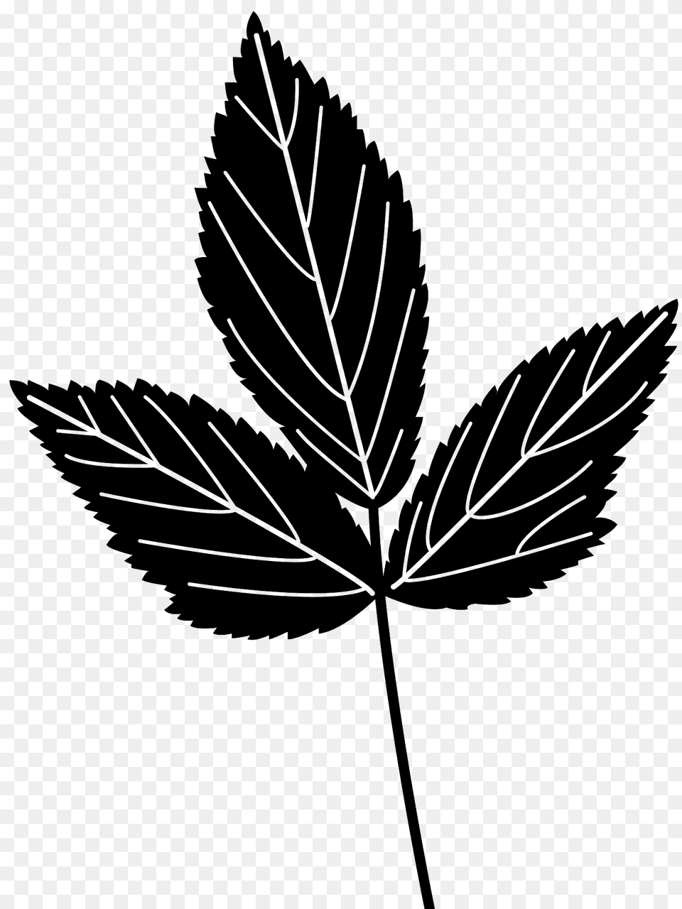 Mint Leaf Silhouette, Plant Free Png