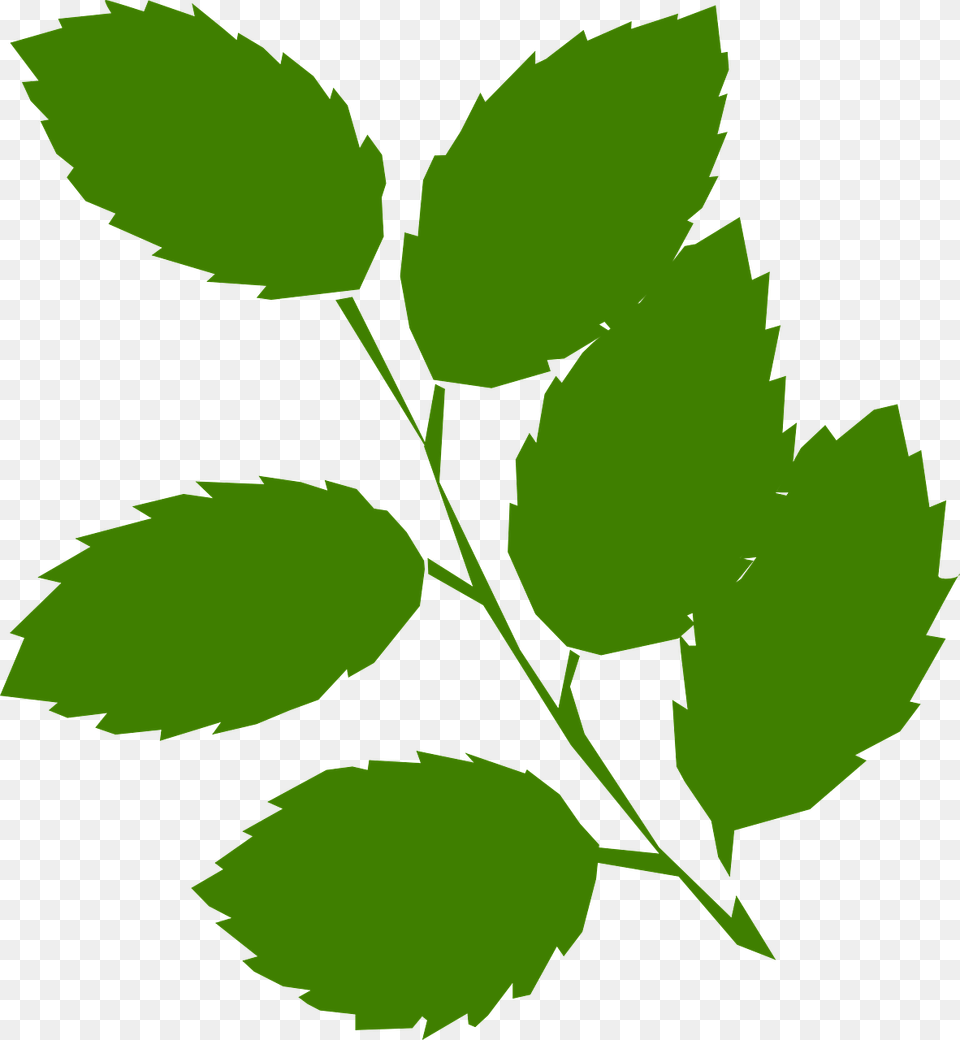 Mint Leaf Vector Green Leaves Clip Art, Plant, Herbs, Person, Face Free Png