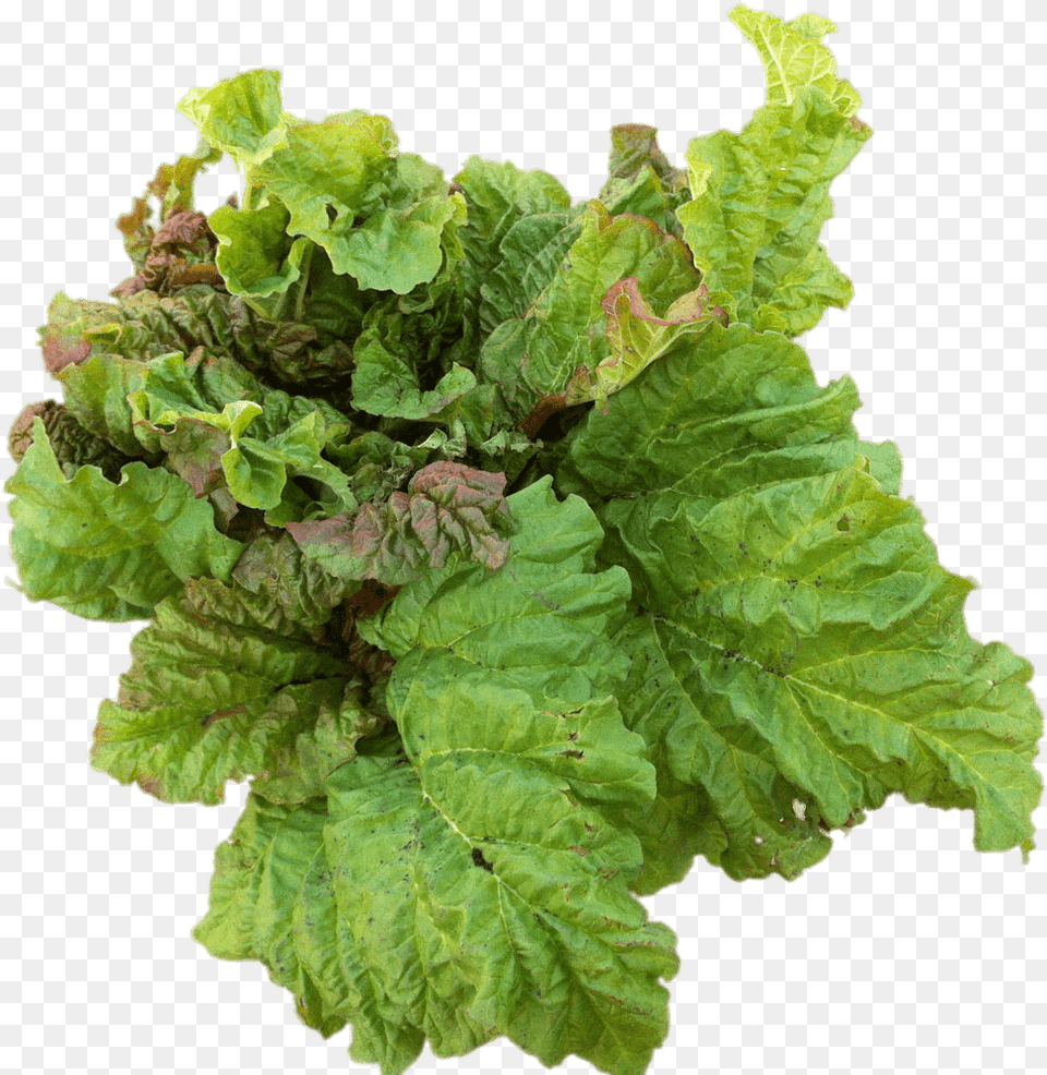 Mint Leaves Edible Plant Background, Food, Produce, Lettuce, Vegetable Png