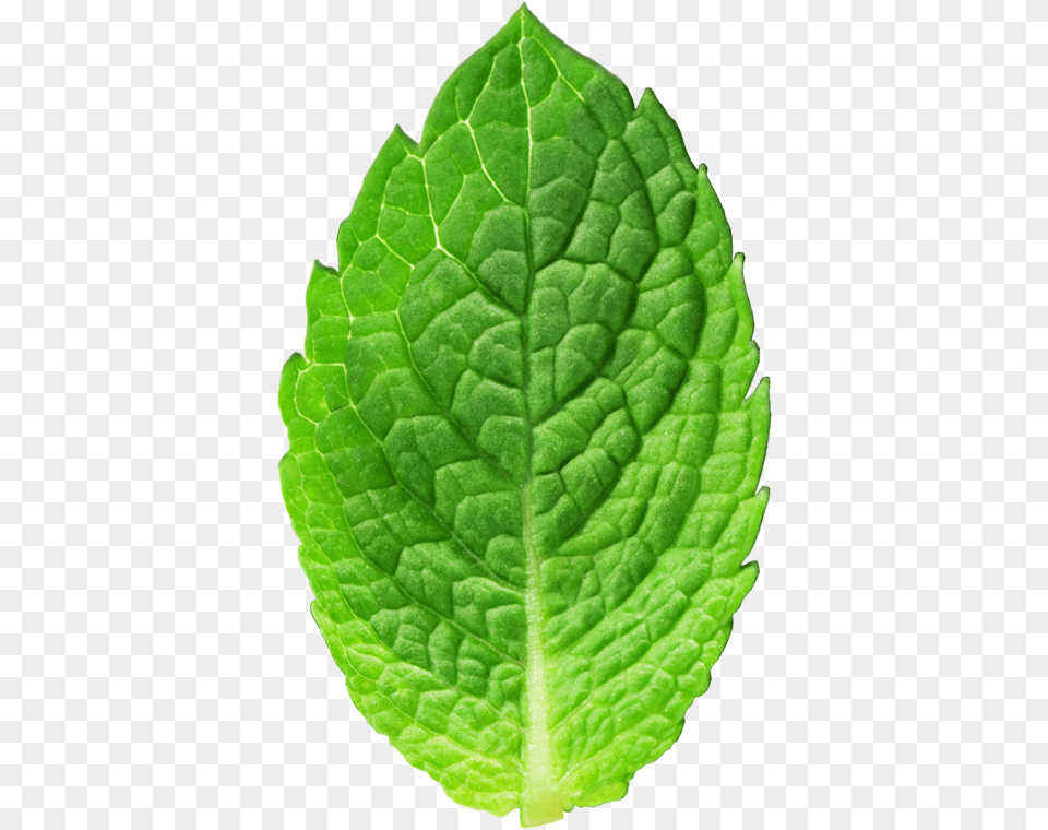 Mint Leaves Mint Texture, Herbs, Leaf, Plant Png