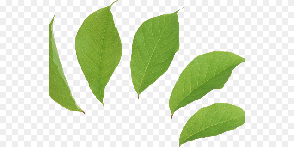 Mint Leaves Transparentbackground, Leaf, Plant, Tree Free Transparent Png