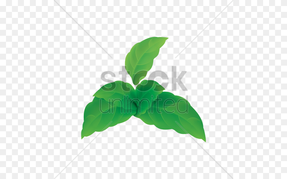 Mint Leaves Vector Image, Herbs, Leaf, Plant, Green Free Png