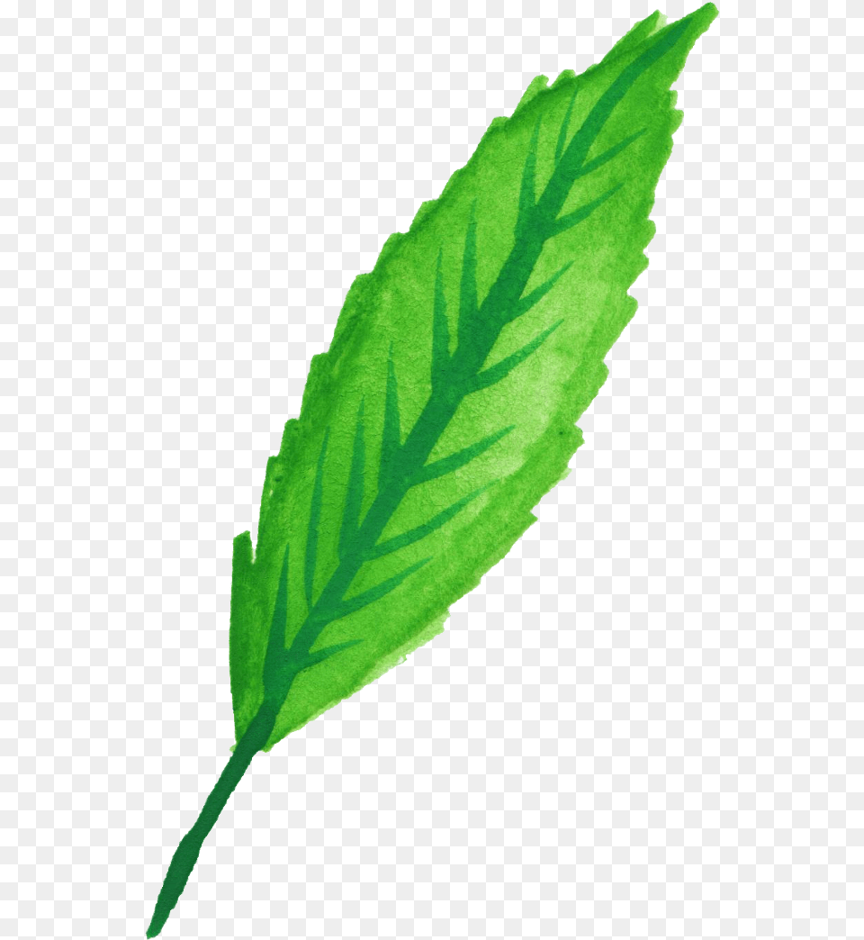 Mint Leaves Watercolor Watercolor Mint, Leaf, Plant, Herbal, Herbs Png Image