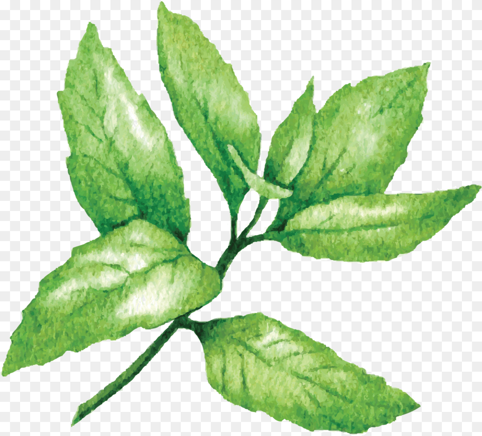 Mint Lime Sketches, Herbal, Herbs, Leaf, Plant Free Png