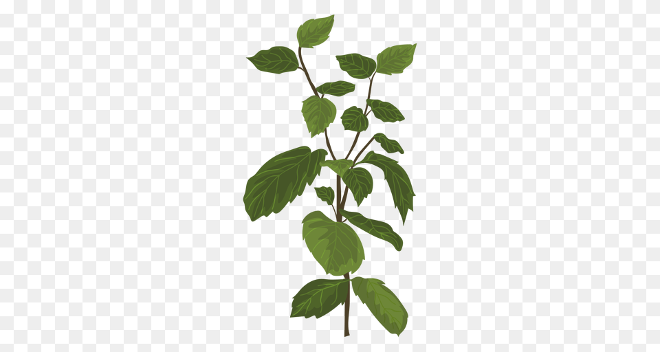 Mint Mentha Herb Illustration, Herbs, Leaf, Plant, Green Free Transparent Png