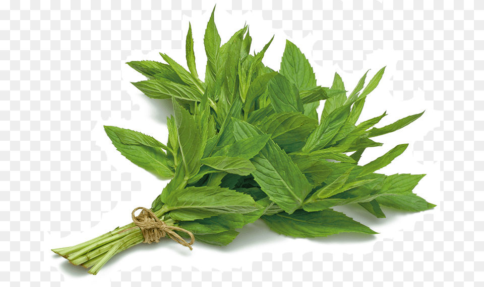 Mint Mint Leaves Bunch, Herbal, Herbs, Leaf, Plant Free Png Download