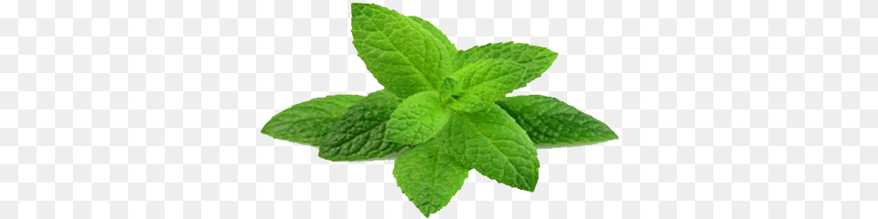 Mint Paste Houseplant, Herbs, Plant, Leaf Free Transparent Png