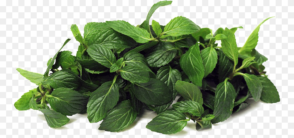 Mint Peppermint In Urdu, Herbs, Leaf, Plant, Herbal Free Png Download