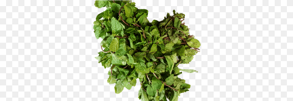 Mint Pudina, Herbs, Plant, Leaf Free Png Download