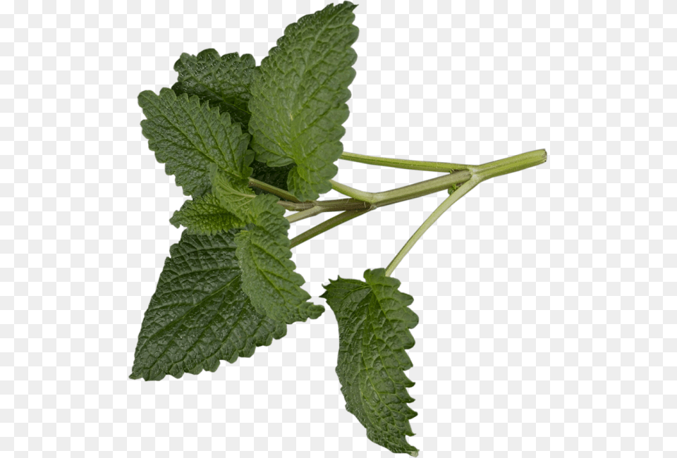 Mint Transparent Image, Herbs, Leaf, Plant, Herbal Free Png Download