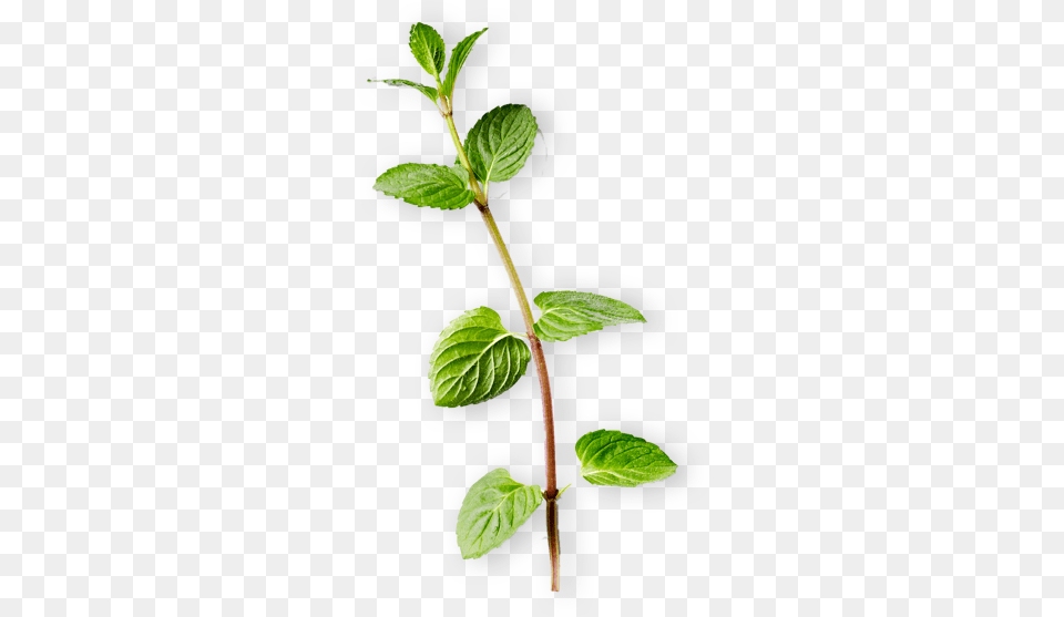 Mint Twig, Herbs, Leaf, Plant Free Transparent Png