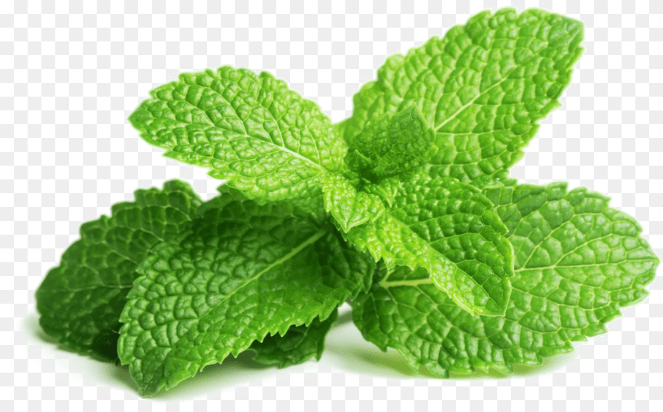 Mintlemon Balmflowering Rebaudianamexican Mintherbalperennial Mint Leaves, Herbs, Plant, Leaf Png