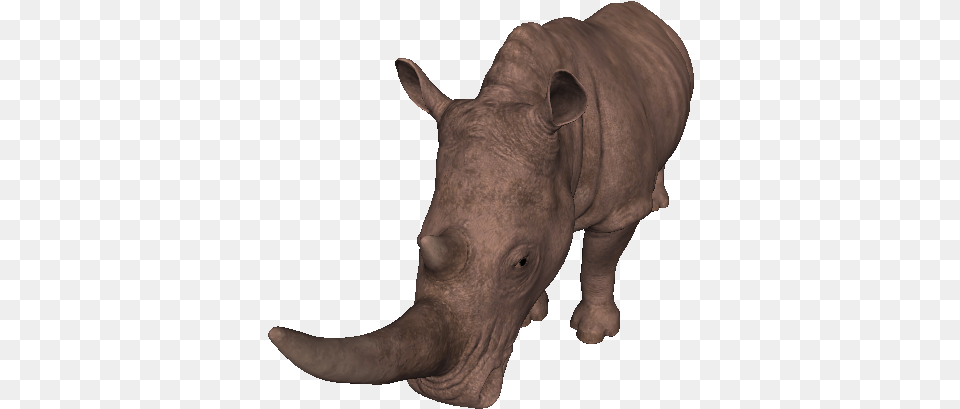 Miocene White Rhinoceros Black Rhinoceros, Animal, Wildlife, Mammal, Rhino Free Png Download