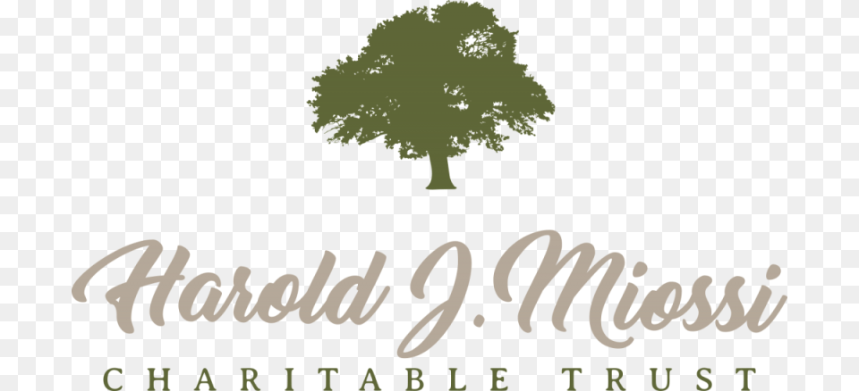 Miossi Trust Gives Tree, Oak, Plant, Sycamore, Vegetation Png