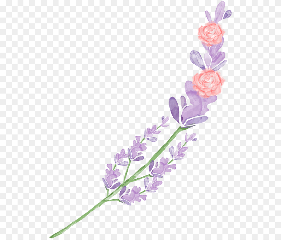 Mira Amp Graphic Watercolor Amp Swirls Example English Lavender, Flower, Plant, Flower Arrangement, Rose Png Image