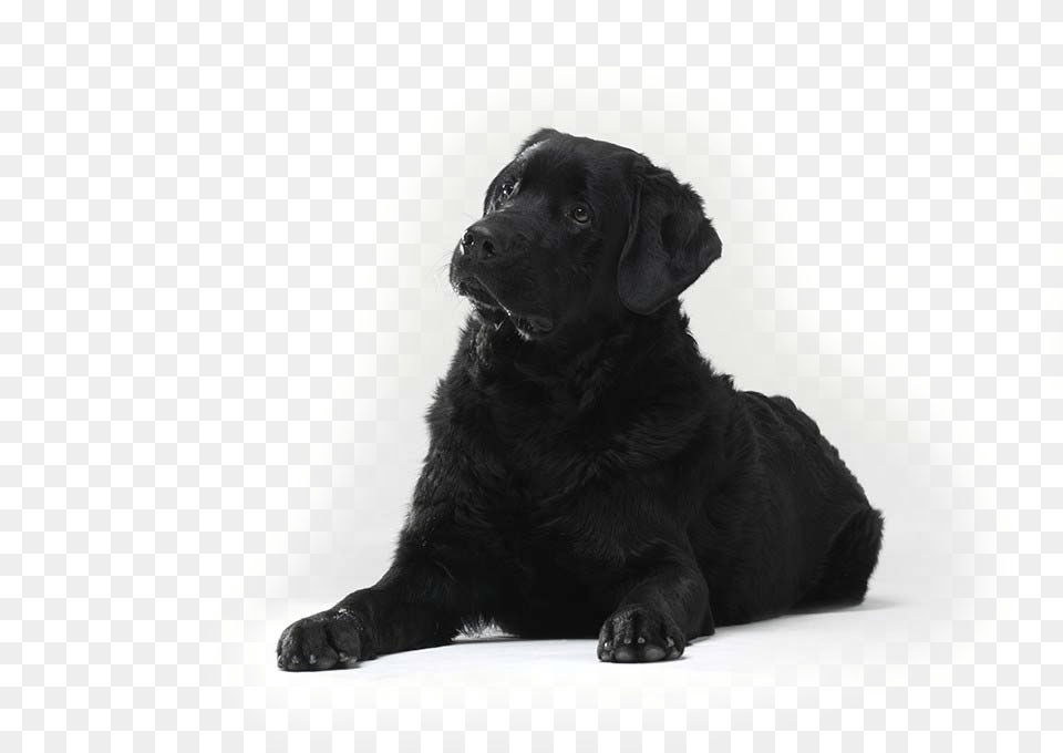Mira Companion Dog, Animal, Canine, Labrador Retriever, Mammal Free Transparent Png