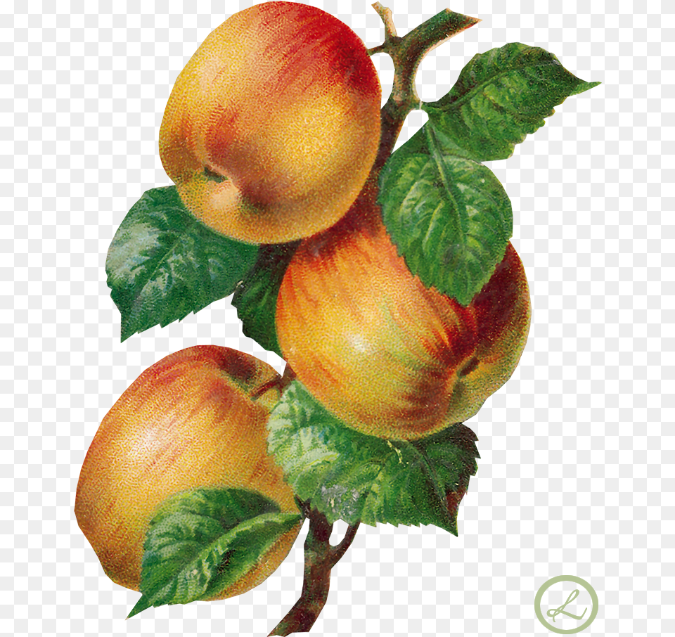 Mis Laminas Para Decoupage Full Color Fruits And Flowers Illustrations Book, Food, Fruit, Plant, Produce Free Transparent Png