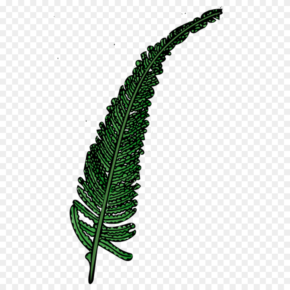 Misc Jordan Kushins, Fern, Leaf, Plant Free Transparent Png