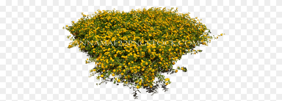 Misc Nature Stock Photos Flower Top View, Plant, Vegetation Png Image